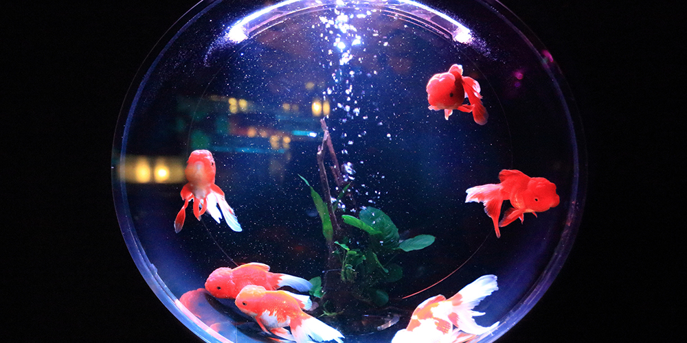 A-fish-doesnt-know-its-surrounded-by-water.jpg