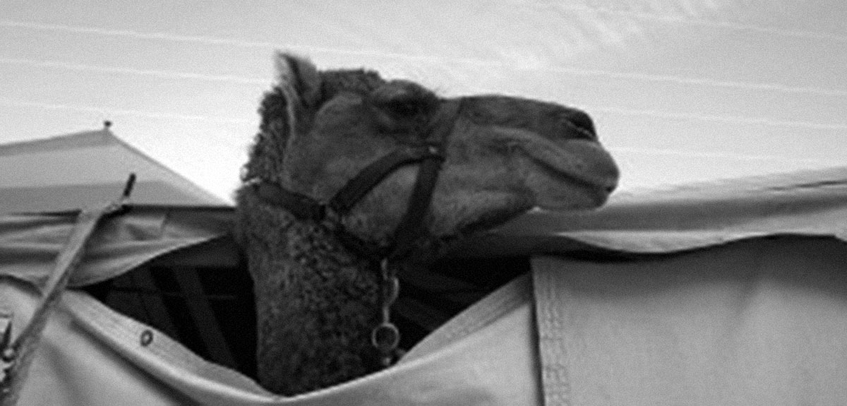 Beware-the-Camel-in-the-Tent.jpg