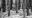 Dead-Brush.jpg