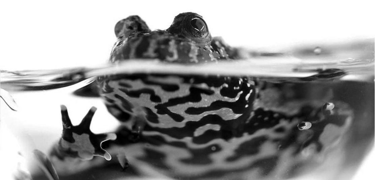 Frogs-in-the-Pot.jpg