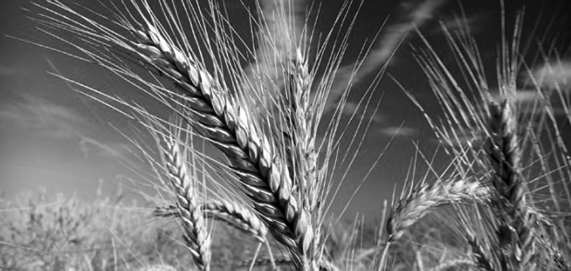 Gluten-Free-And-Who-Knows-Why-1.jpg
