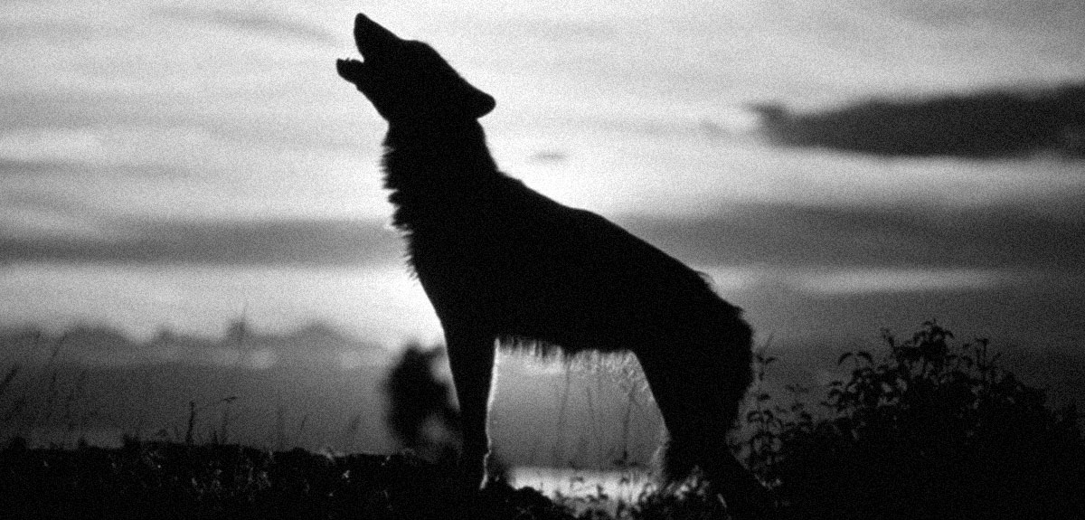 The-Myth-of-the-Alpha-Wolf-1.jpg
