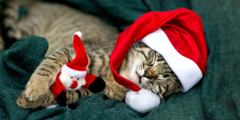 Holiday Special Mawers Annual Poem EP77